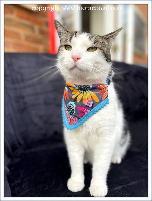 The BBHQ Midweek News Round-Up ©BionicBasil® Melvyn Modelling This Weeks Top Pick Bandana -Echinacea Blooms