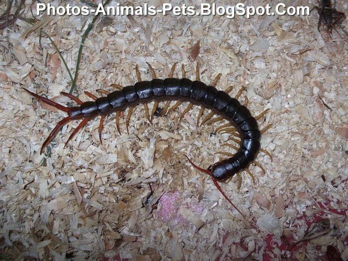 Photo of centipede