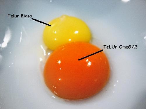Yuk Pahami Cara Mengetahui Telur yang Sehat untuk Dikonsumsi?