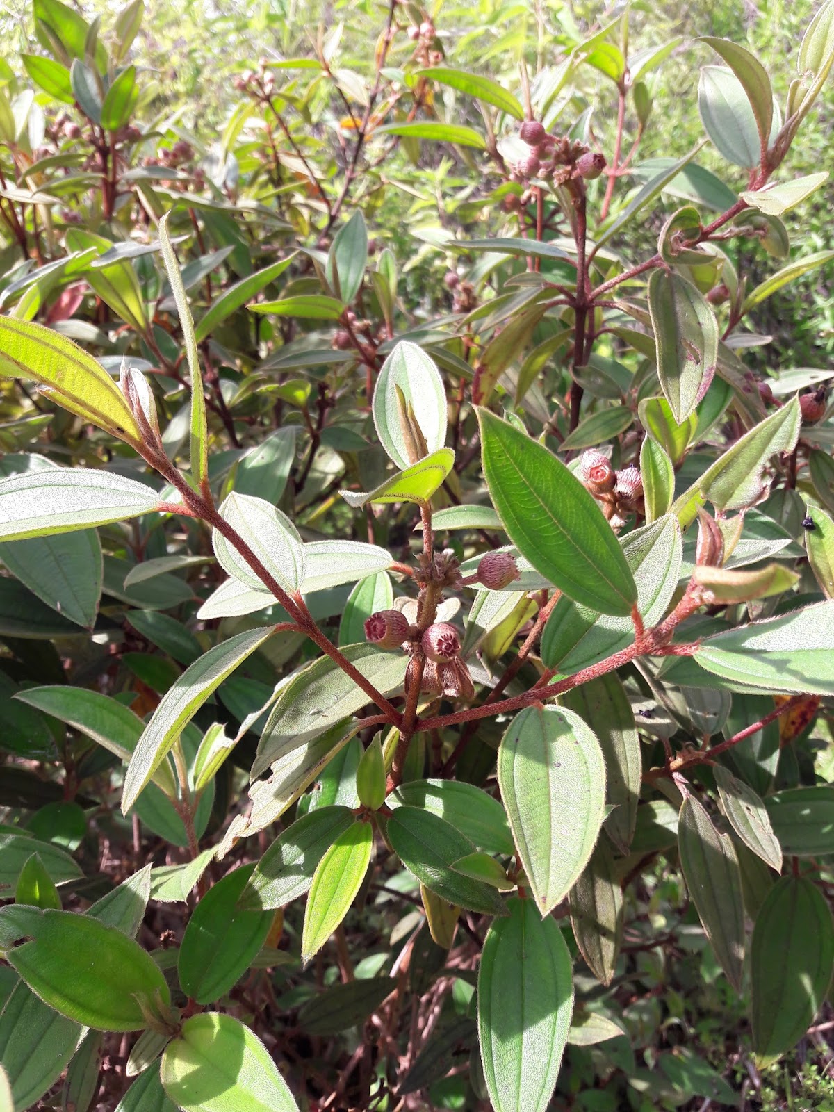 Melastoma malabathricum Family Melastomataceae Deskripsi 