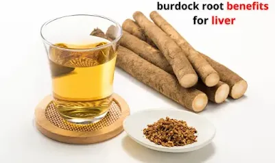 Unveiling burdock root benefits for liver