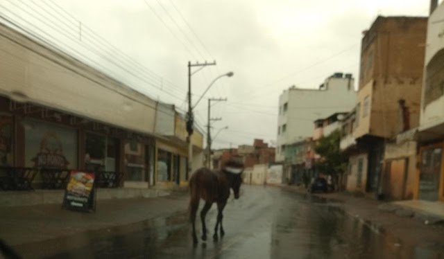 Cavalo é Flagrado Circulando livremente pela BR-356 em Italva