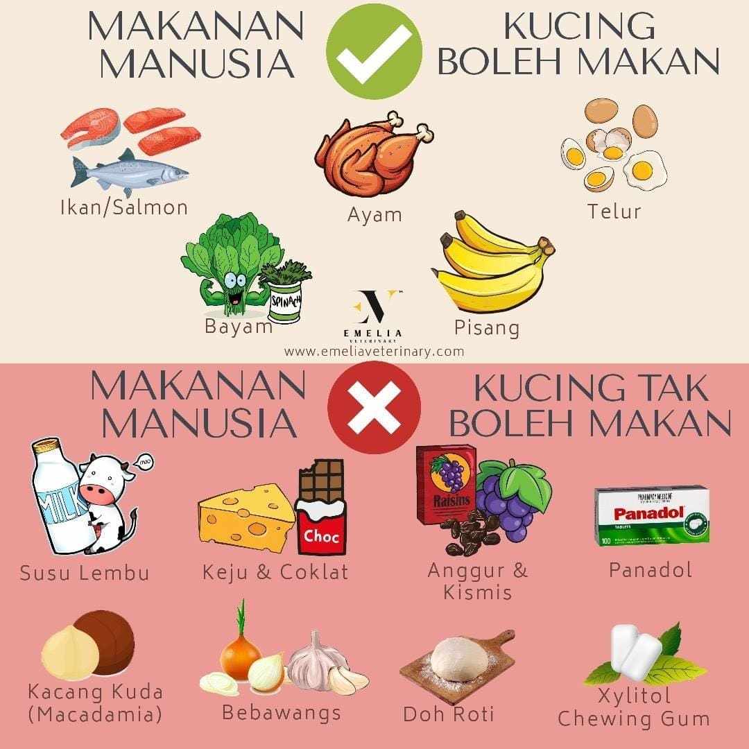 makanan bahaya untuk kucing