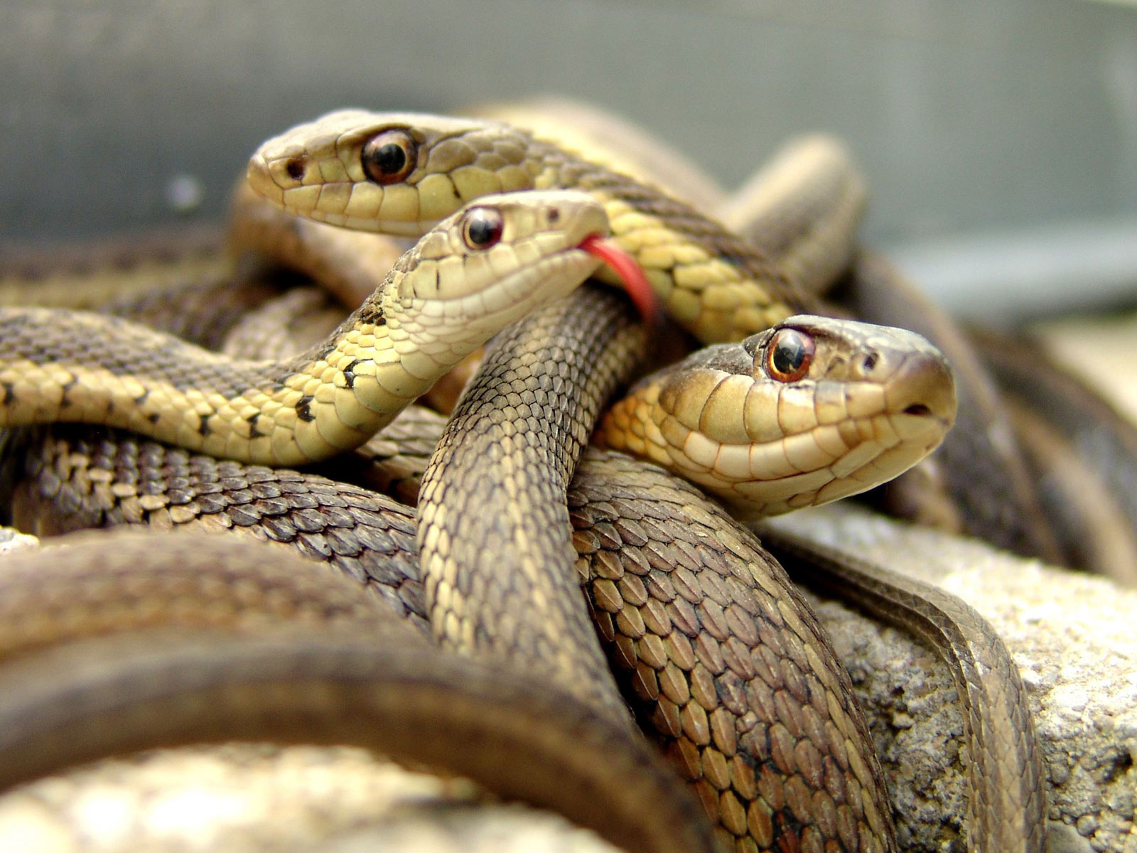 Android Phones Wallpapers: Android Wallpaper Dangerous Snake