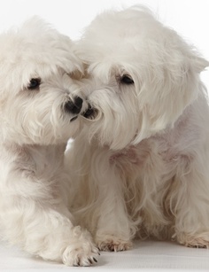 White twin puppies