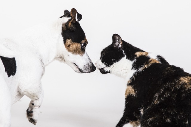Ideas for Cats and Canines to Get Along in the Exact same Home