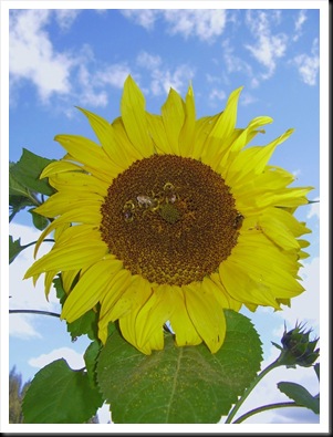 sunflower big head