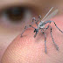 Insect Spy Drone - Future Surveillance