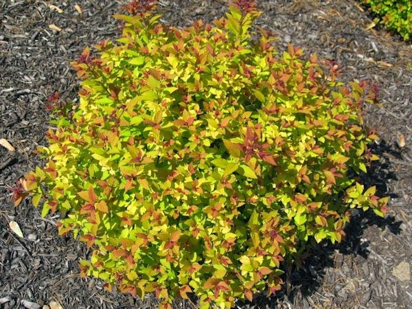 A GUIDE TO NORTHEASTERN GARDENING: Deer Resistant Plants in the ... - Spirea 'Gold Flame'