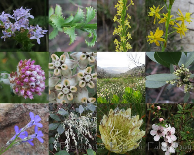 May flowers along Silvermine River