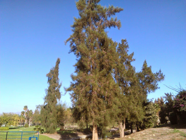  casuarina equisetifolia