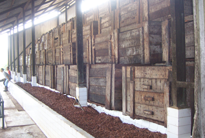 Fermentasi Untuk Meningkatkan Kualitas Biji Kakao 