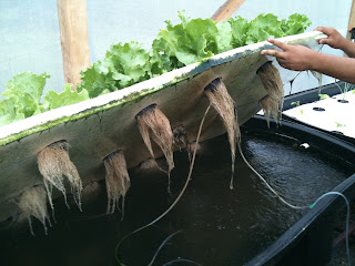 Farmer Brown's Aquaponics: Lettuce Raft Production in 25 ...