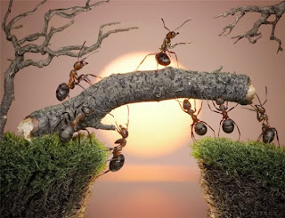 Semut Nabi Sulaiman. semut pertama masuk syurga, Seekor semut yang pernah berbicara dengan Nabi Sulaiman dan kisah ini terkandung dalam Al Quran. Semut trsebut juga merupakan satu diantara 10 haiwan pertama yang akan memasuki syurga. Berikut ialah sedikit penerangan dari kisah semut tersebut, 