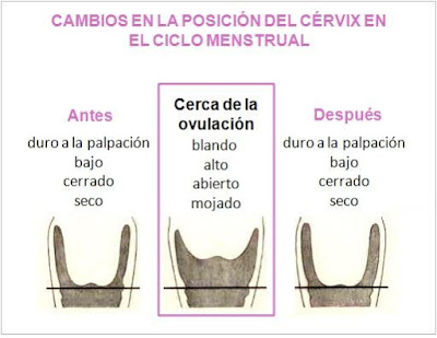 cérvix ovulación