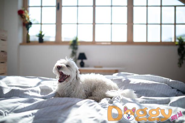 Melatih Anjing Anda - Bisakah Anda Mengajari Anjing Tua Trik Baru?