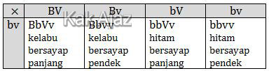 Keturunan F2 yang diharapkan mendapatkan rasio fenotip F2 = 1 : 1 : 1 : 1.