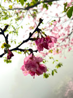 淡水楓樹湖「巨石花園」賞木蓮花 (木蘭） / 桃花源 百年古厝「石頭屋」秘境賞櫻