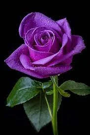 Picture of purple rose flower - Pictures of 20 colored roses - Pictures of 20 colored roses - NeotericIT.com