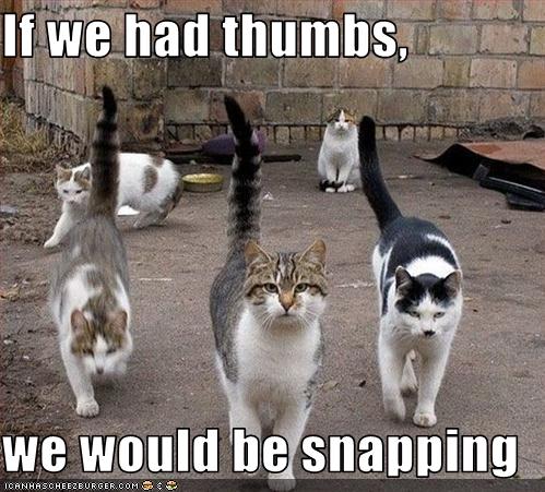 Funny cats With Captions 2012 | Funny World