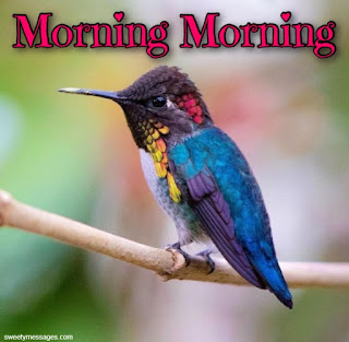 good morning images with birds