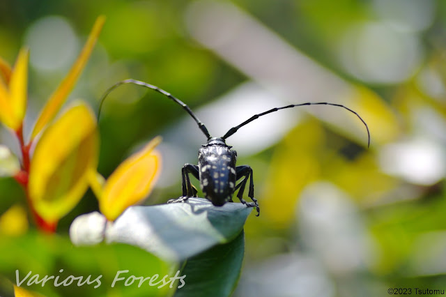 white-spotted longhorned beetle