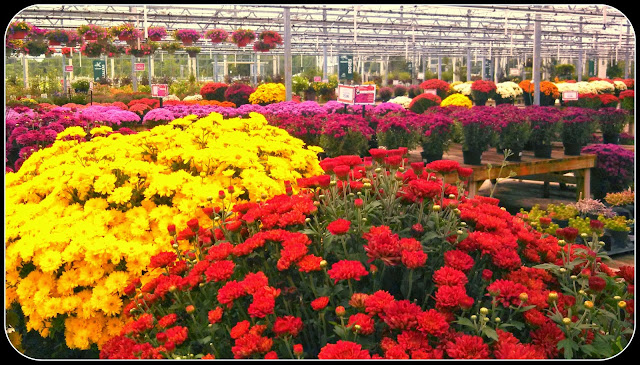 mums fall flowers