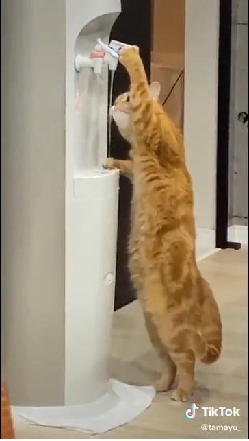 Cat Caught on Camera Drinking From Water Dispenser