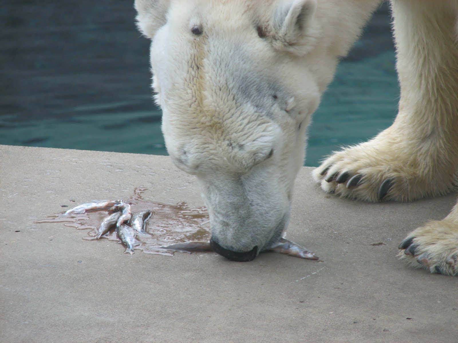 ... eating other animals | Stunning animals pictures | Best animals eating