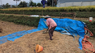 Tanaman Padi Diserang Hama Wereng, Salah Satu Petani di Kota Batu Gagal Panen