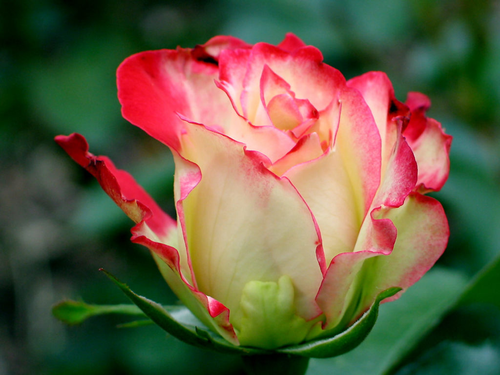 Wallpaper Gallery: Rose Flower Wallpaper -1