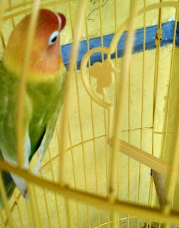 Cara Membuat Kandang Ternak Lovebird dari Kayu Bekas