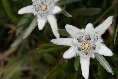 [Asteraceae] Leontopodium nivale subsp. alpinum – Edelweiss (Stella alpina)