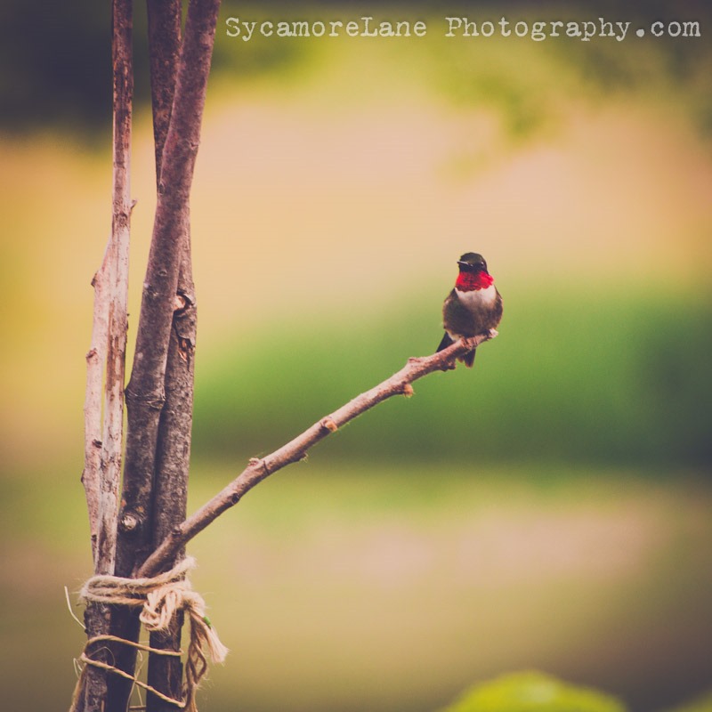 SycamoreLane Photography-hummingbird