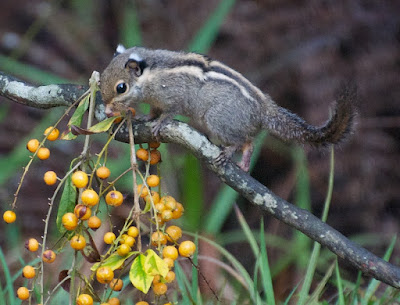 Himalayan Striped Squirrel (Tamiops macclellandi)