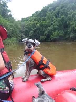 Pets Adventure 9 (378)
