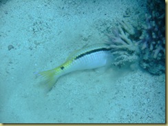 Fish burrowing