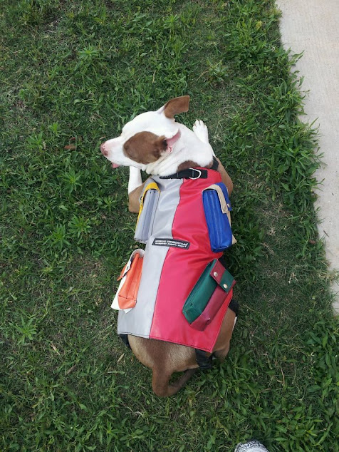 Dog Vest With Weights