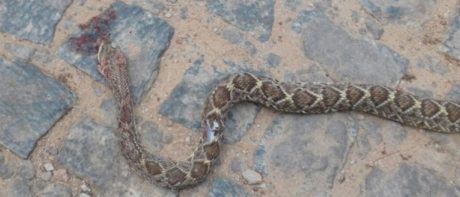 Vereador mata a dentadas cascavel que o atacou