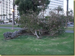 SM Windy Tree