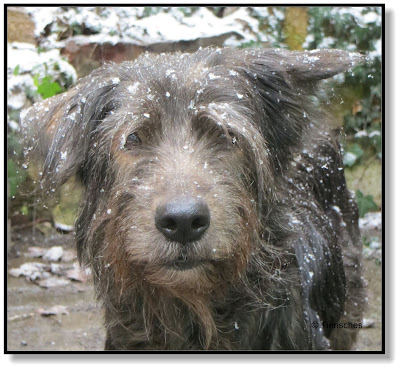 Lotte findet den Schneeregen nicht schön