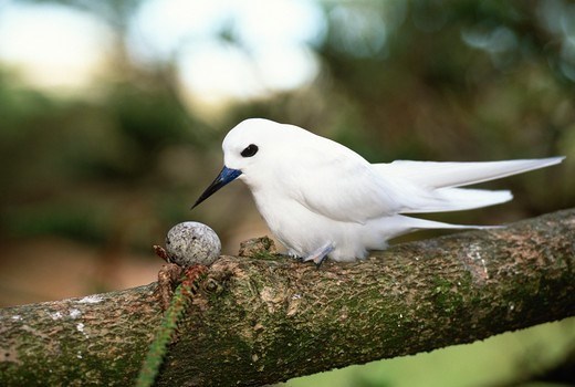 Chim nhàn trắng có thói quen đẻ trứng trên các nhánh cây thay vì đẻ trứng vào tổ như những loài chim khác