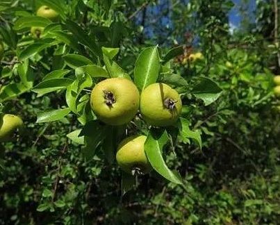 Груша кастрибонская (Pyrus castribonensis)