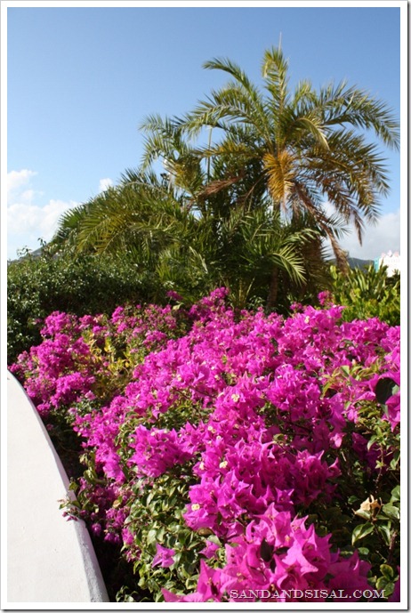 Boginvellia on St. Maarten
