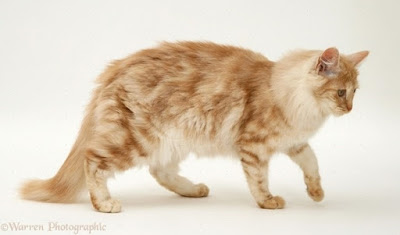 Miracat Anti Fungal Treatment For Cat 6 Cara Hilangkan Kurap Pada Kucing