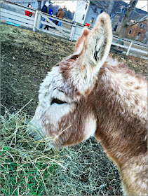 Burro Roger en la Spencer Peirce Little Farm House