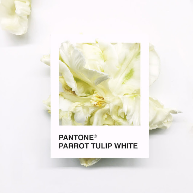 Pantone Flowers, un colorido proyecto realizado con hermosas flores