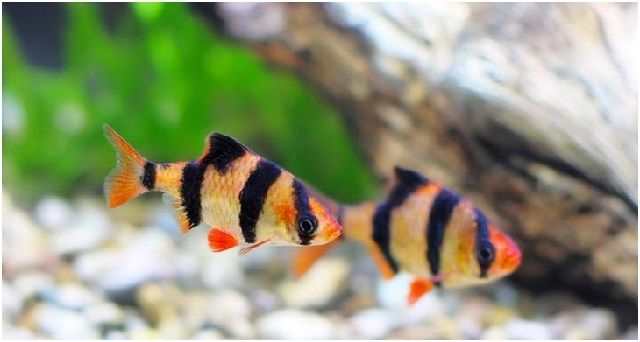 Gambar Ikan Hias Cantik – Ikan Harimau Sumatera