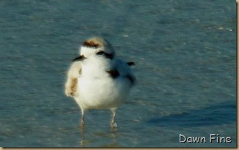 morning sanibel_105