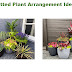 Potted Plant Arrangement Ideas 